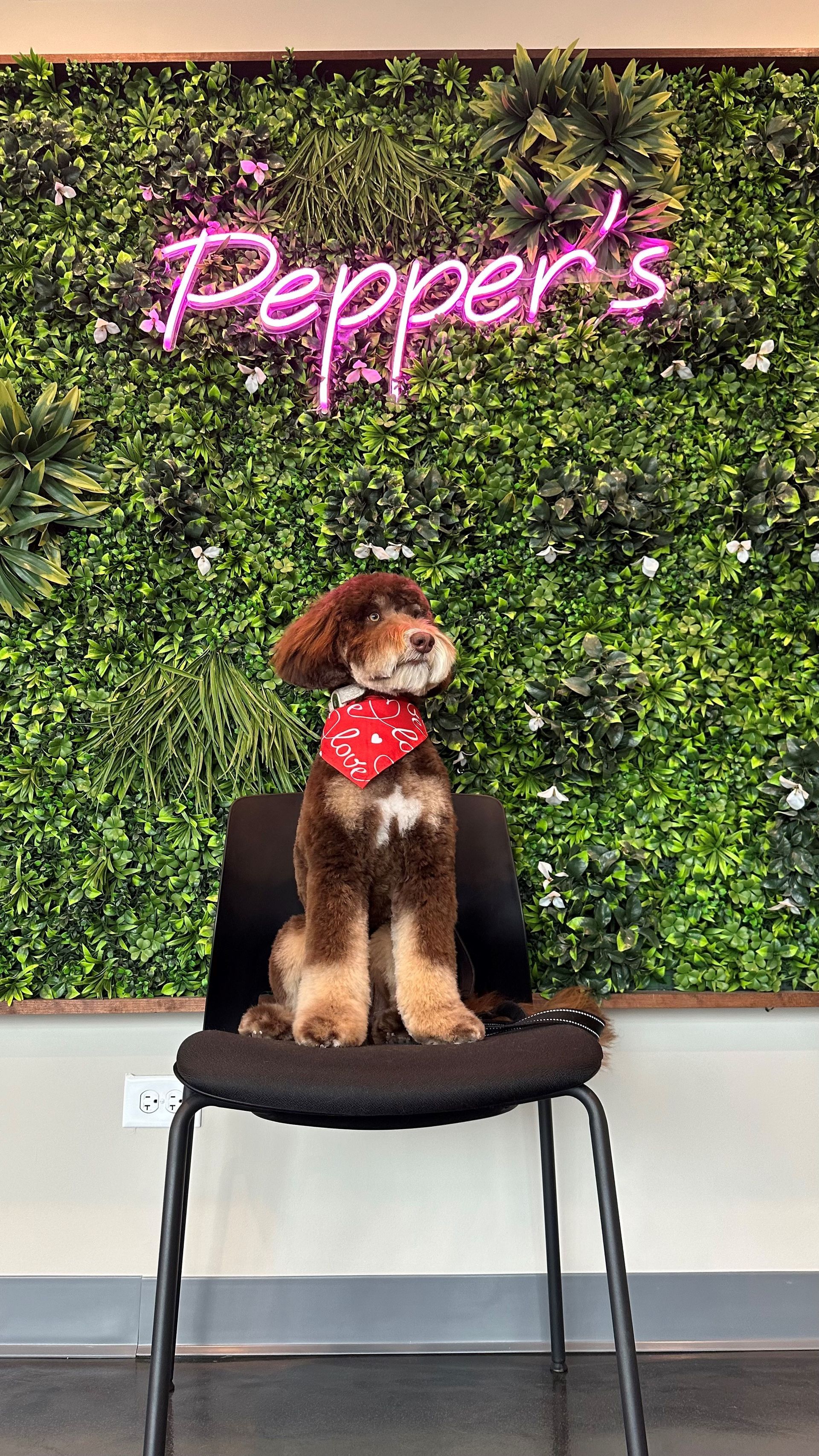 A dog is sitting in a chair in front of a green wall.