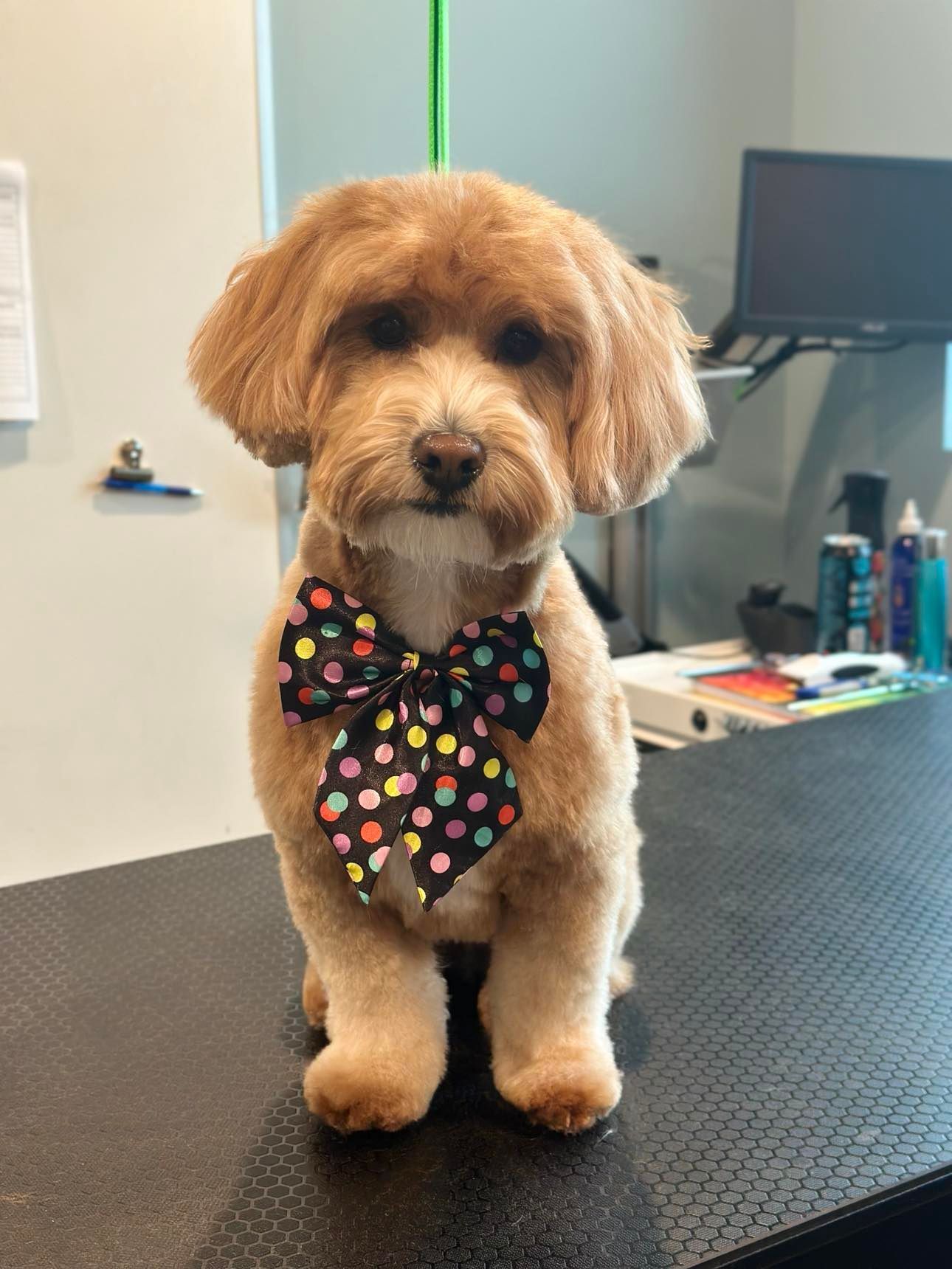 A small dog wearing a bow tie is sitting on a table.