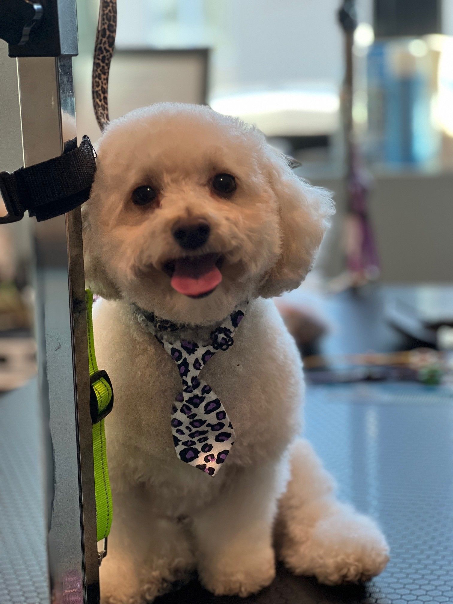 A small white dog wearing a leopard print tie is sitting on a table.