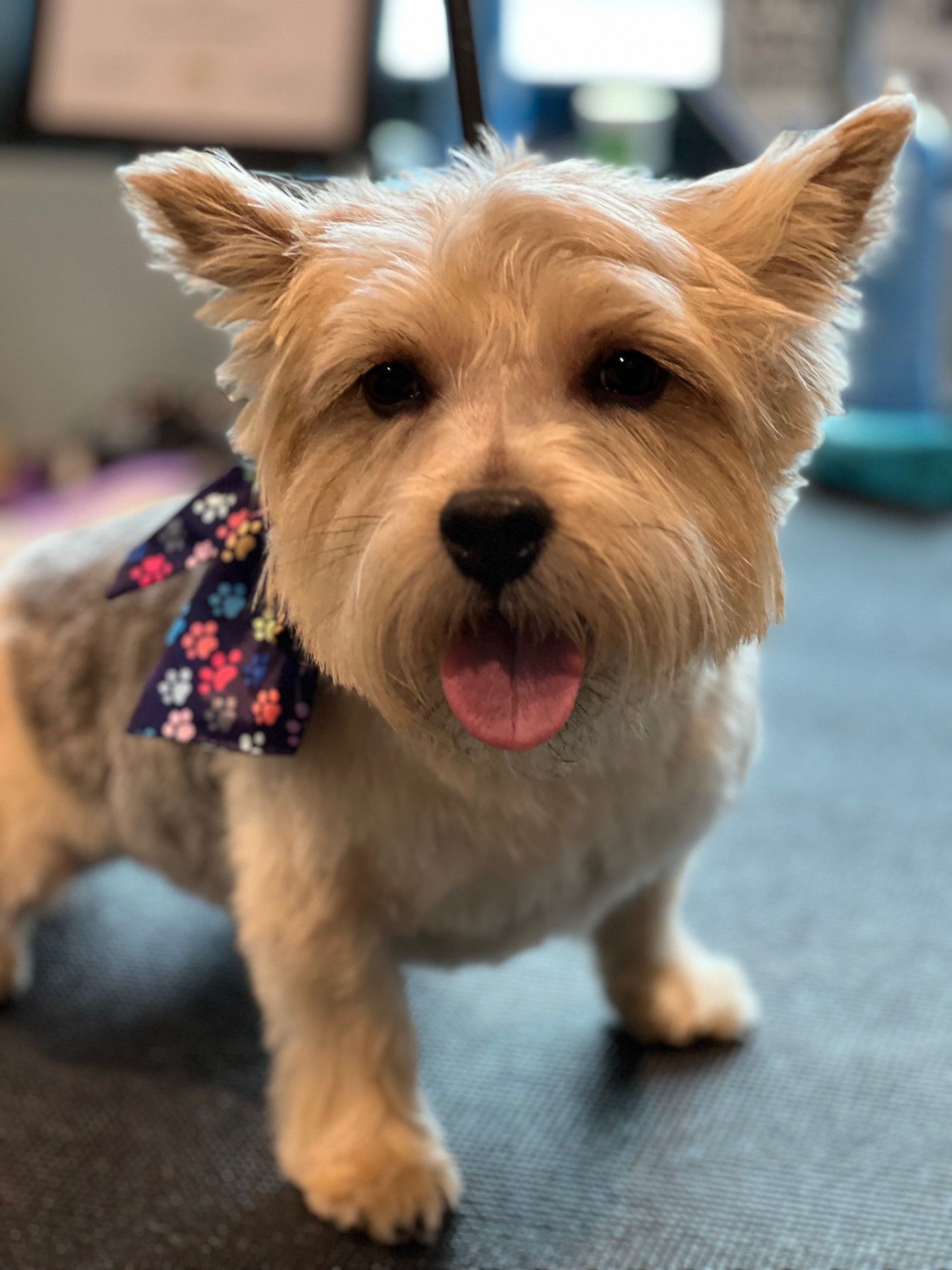 A small dog wearing a blue bow tie is standing on a table.