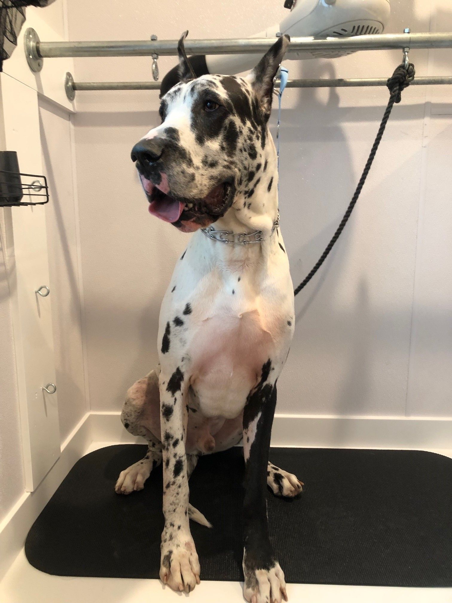 A dalmatian dog is sitting on a black mat in a bathroom.
