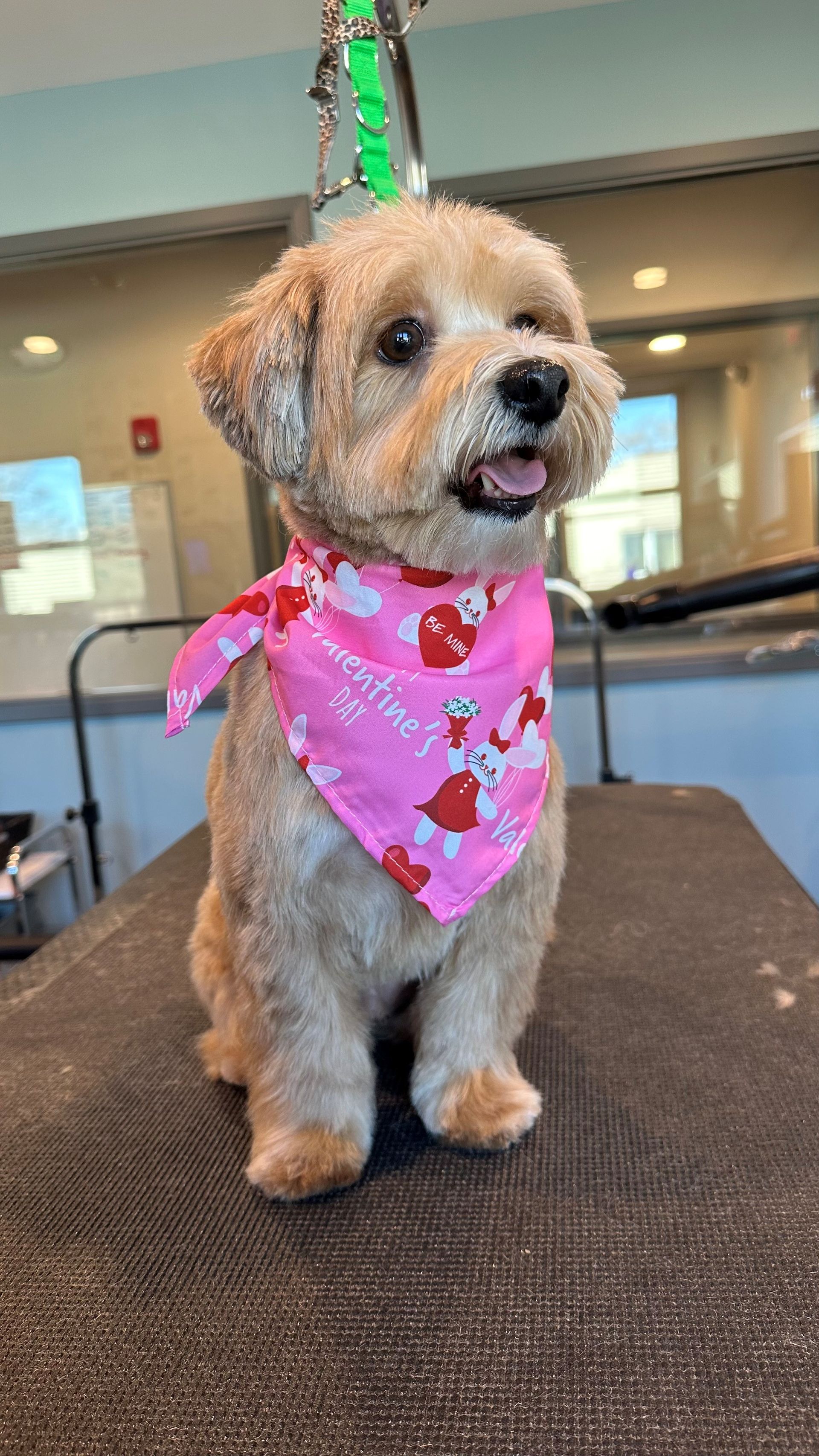 A small dog wearing a pink bandana is sitting on a grooming table.