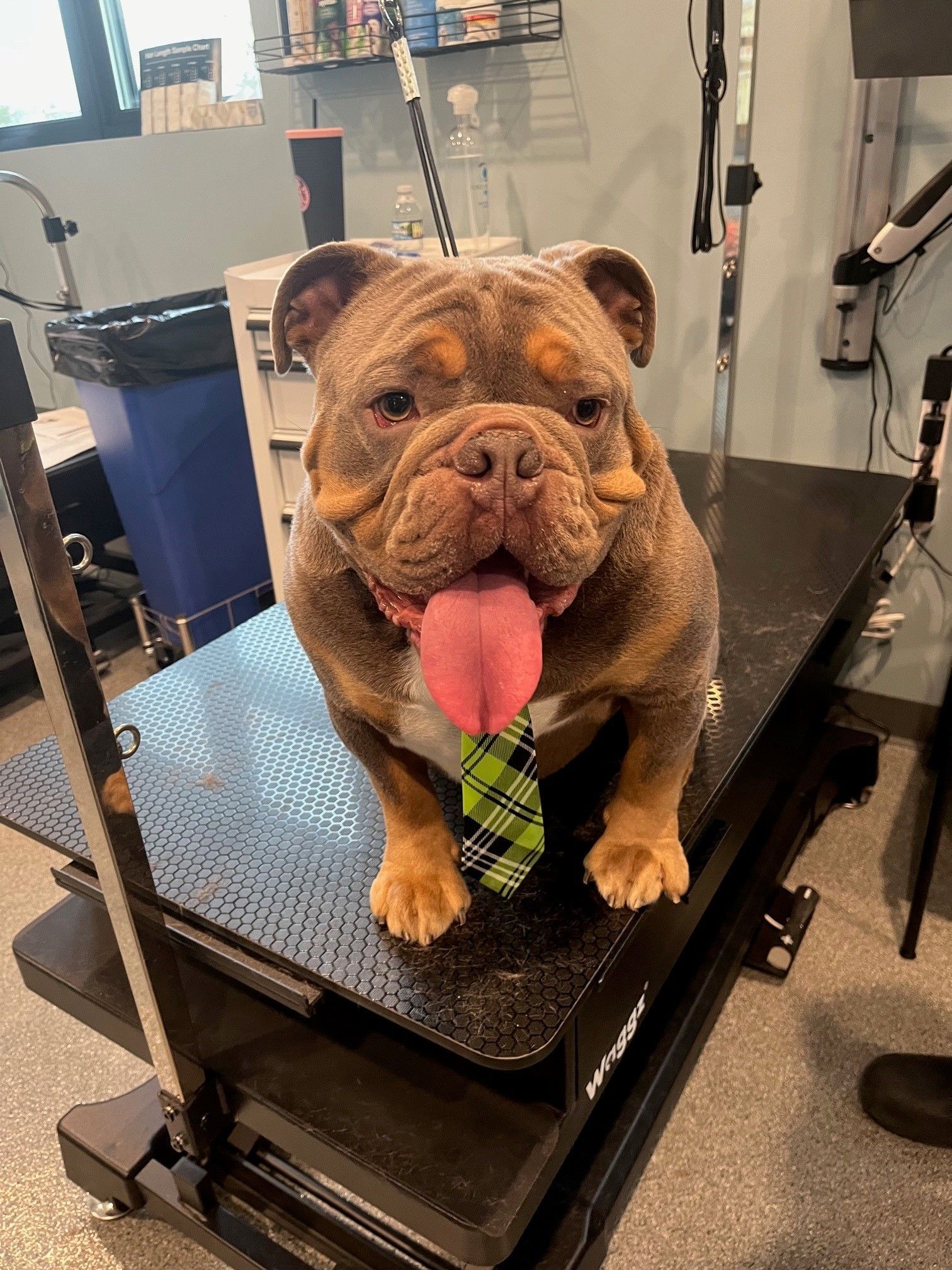 A bulldog wearing a tie is sitting on a grooming table.
