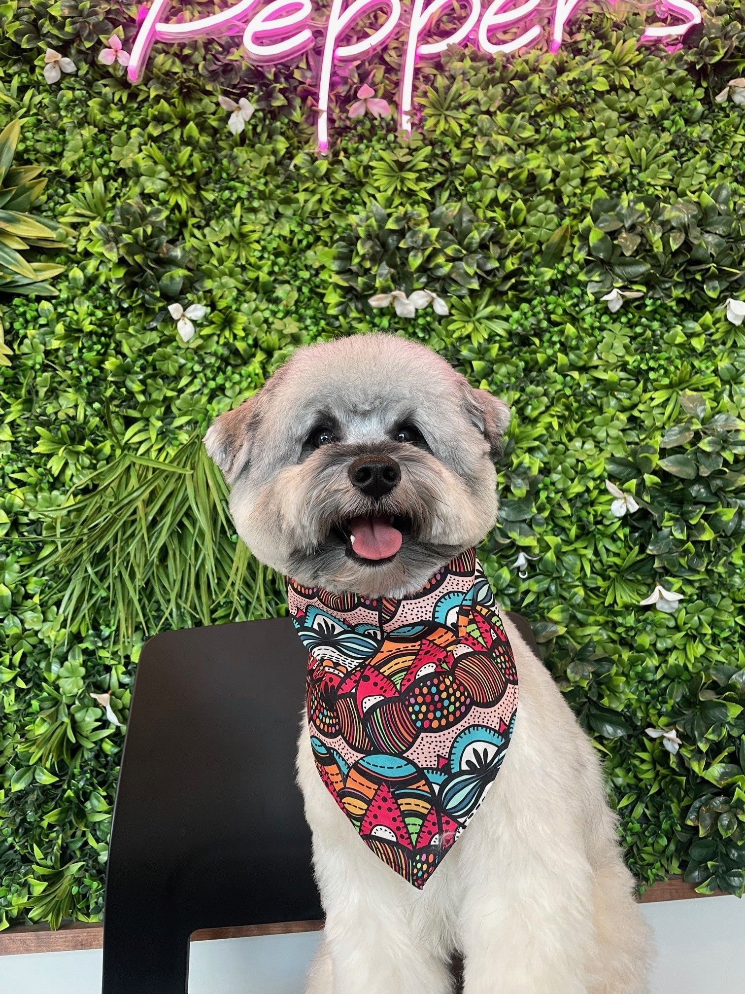 A small dog wearing a bandana is sitting in front of a green wall.
