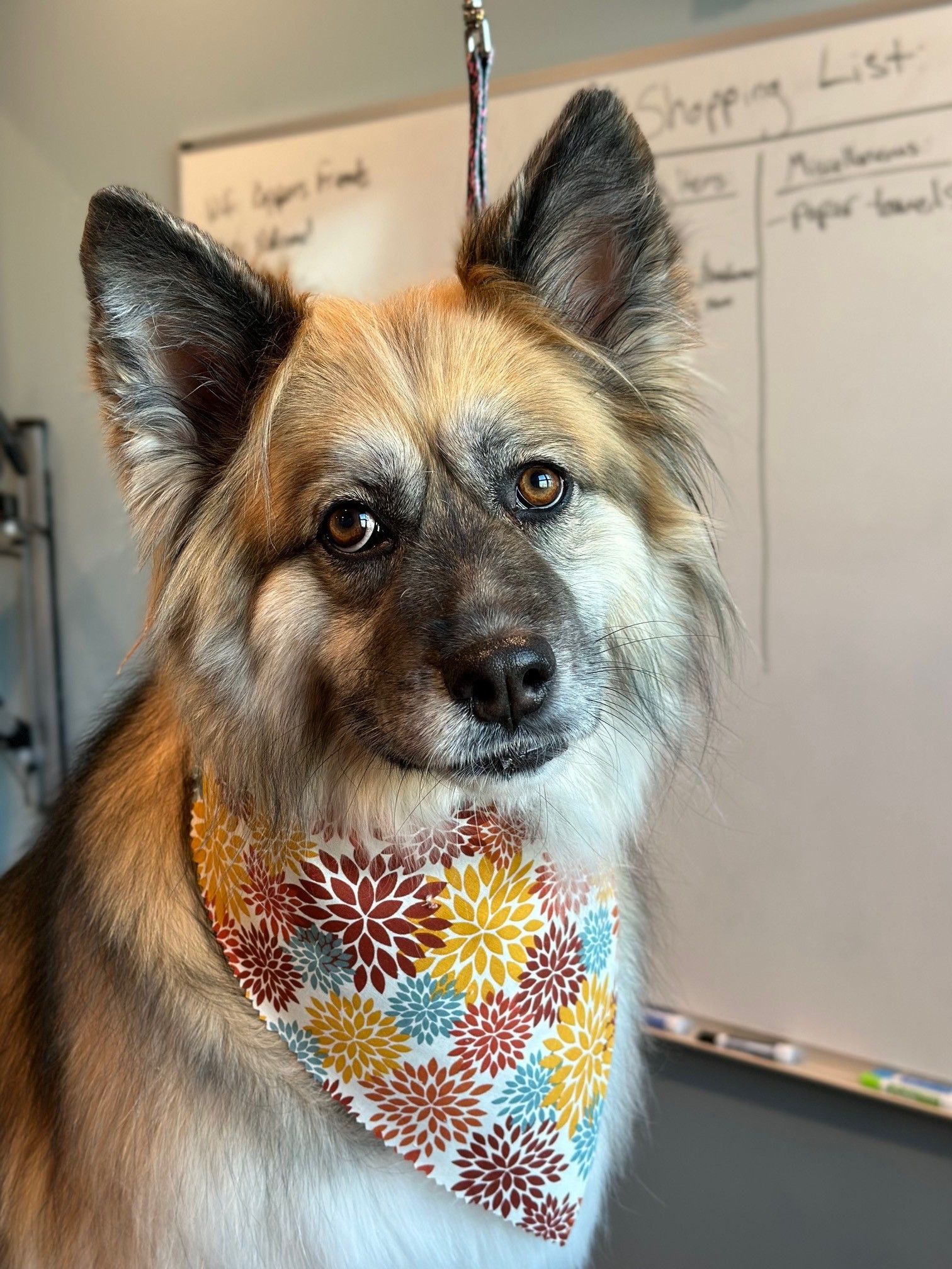A dog wearing a bandana is standing in front of a white board.