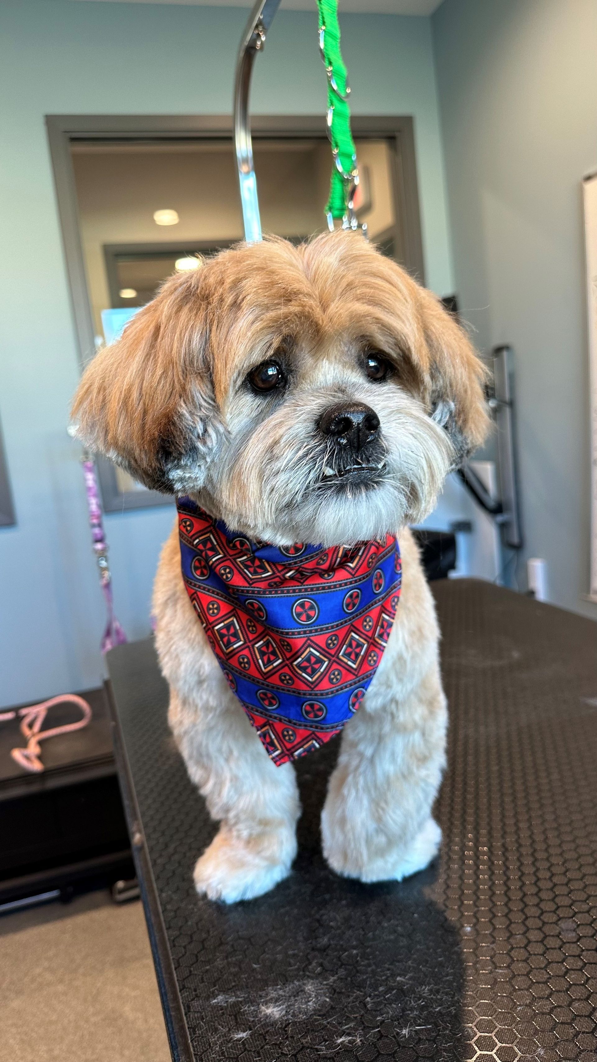 A small dog wearing a bandana is sitting on a table.