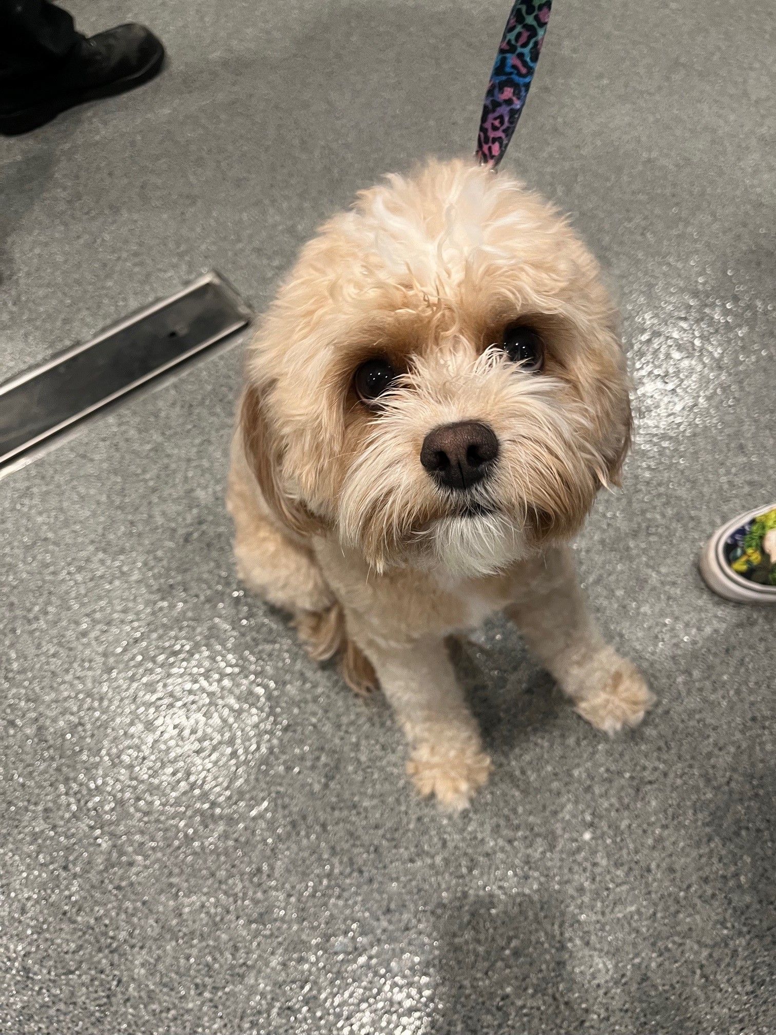 A small dog is sitting on the floor and looking up at the camera.