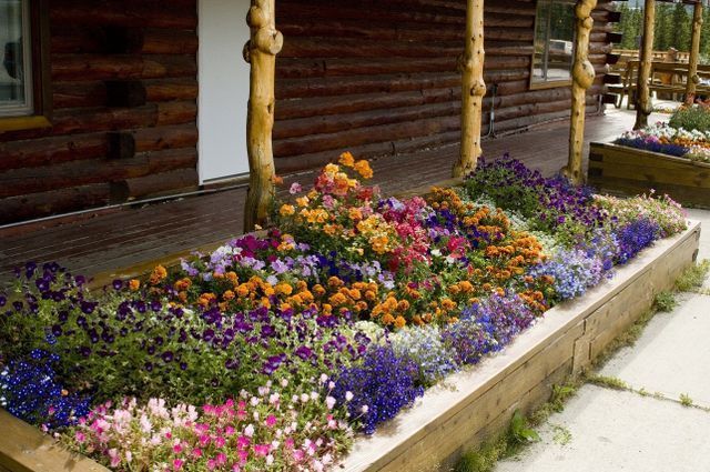 Row Of Flowers | Healy, AK | Denali Totem Inn