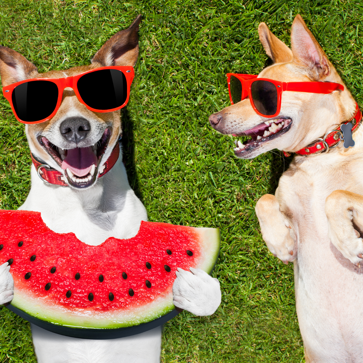 Doggone Good Food from Spencer Rooney's People Treats