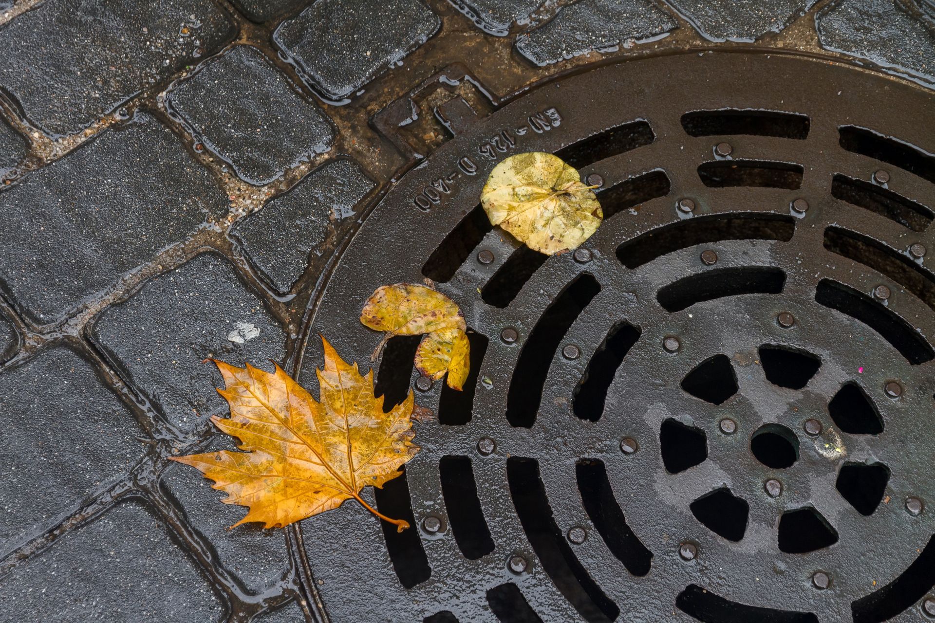 A manhole cover with two leaves sticking out of it.