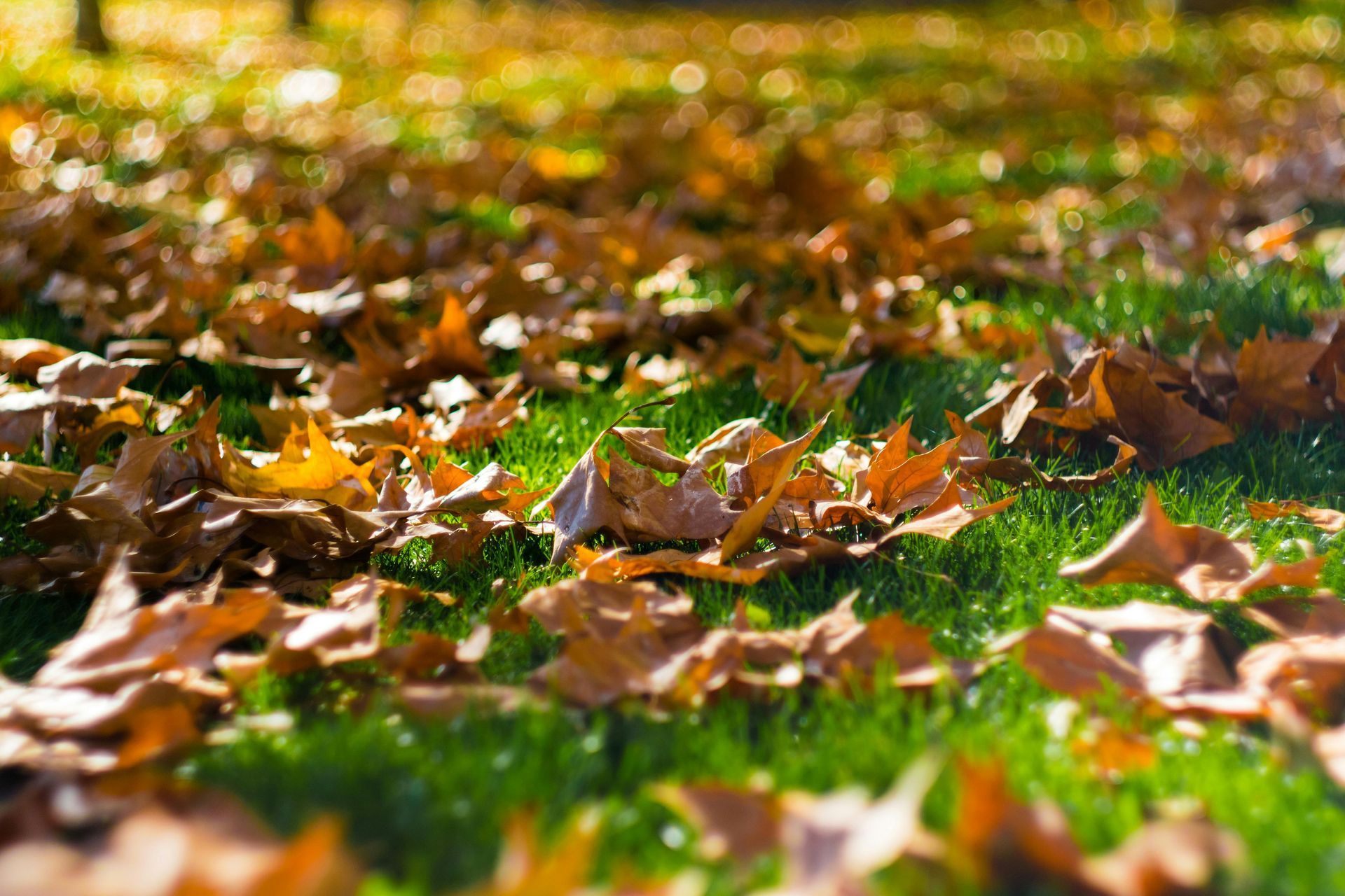 Close-up of green grass covered with scattered brown autumn leaves