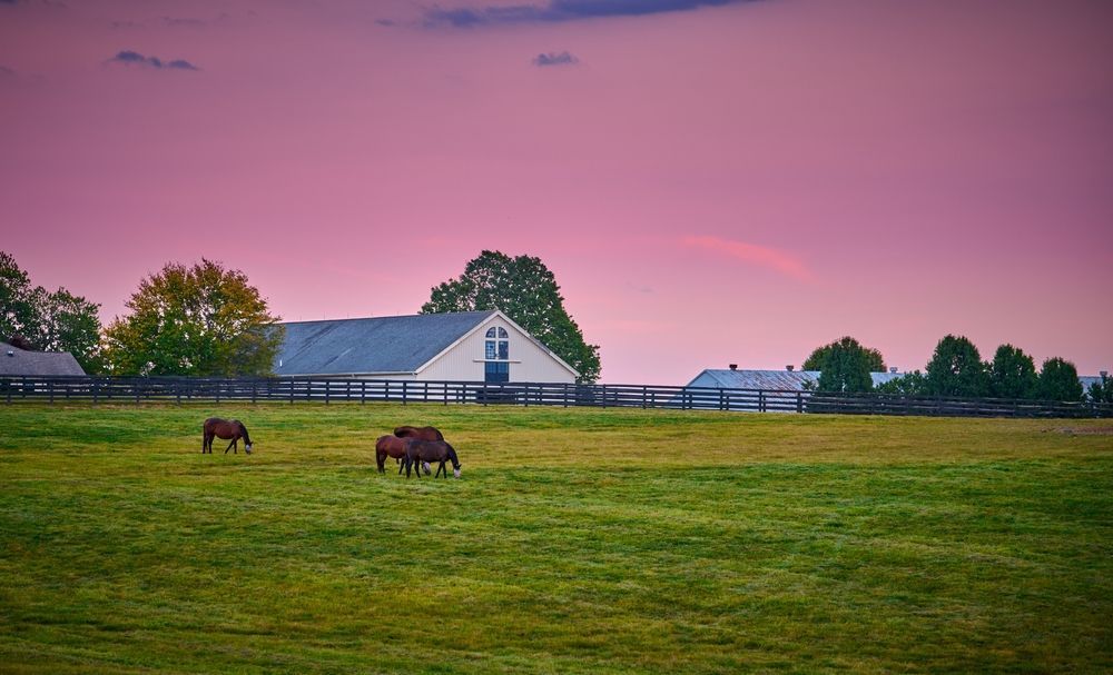 Horses graze in a green pasture before a white barn under a vibrant pink and purple sunset sky.