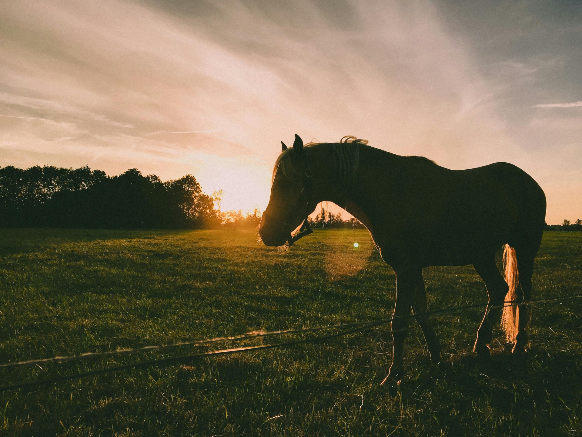 Paardensilhouet in een veld bij zonsondergang, met gouden licht en bomen op de achtergrond.