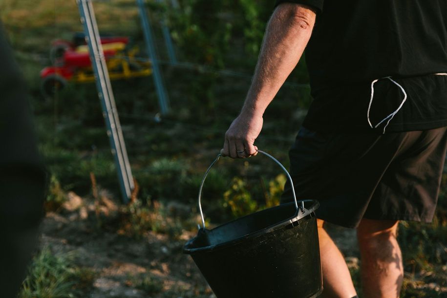 Homme travaillant dans les vignes
