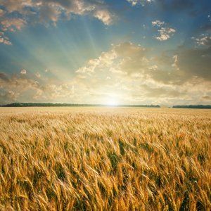 A field of wheat under a blue sky with sun's rays coming through