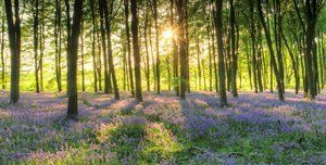 Sunlight peeking through tree branches in a bluebell wood