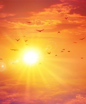 Birds flying in an orange sunlit sky