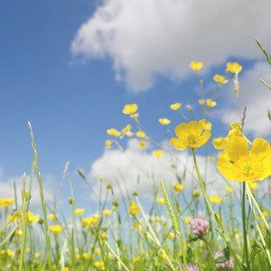 Yellow poppies in long grass under a blue sky