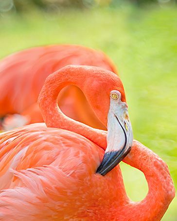 Two pink flamingos with curved necks standing in green grass