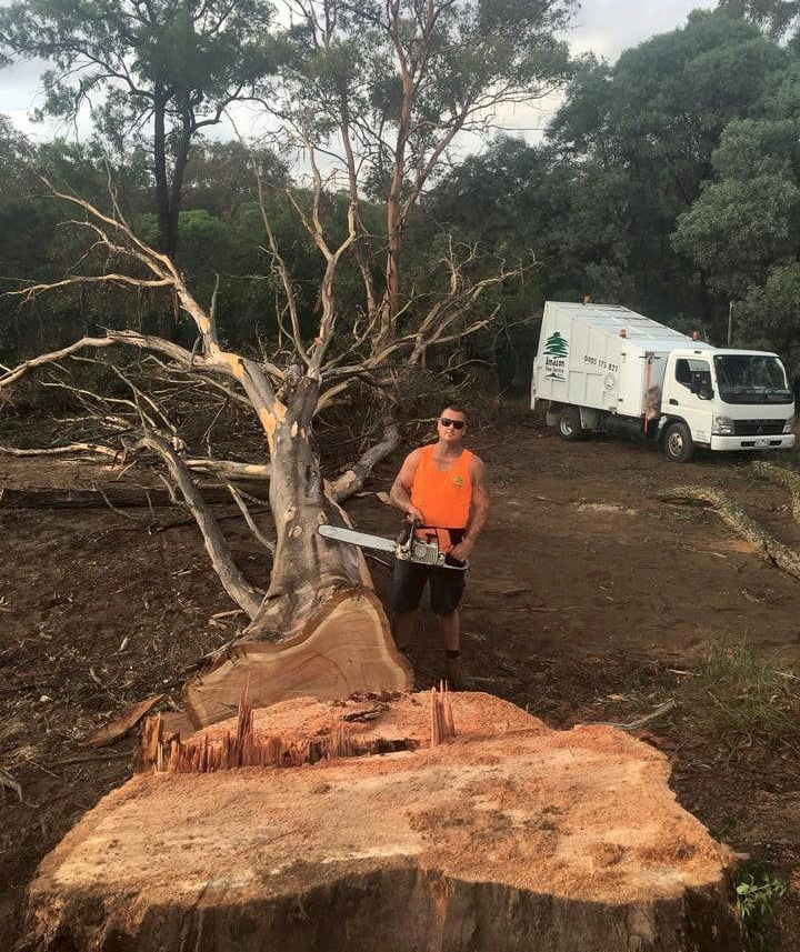 Man With Chainsaw Next to Cut Tree Trunk — Amazon Tree Service in Picton, NSW