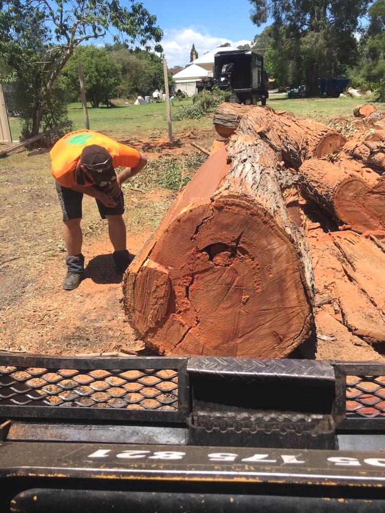 Man Examining a Large, Reddish-brown Tree Log on a Truck Bed in a Sunny Outdoor Setting — Amazon Tree Service in Picton, NSW
