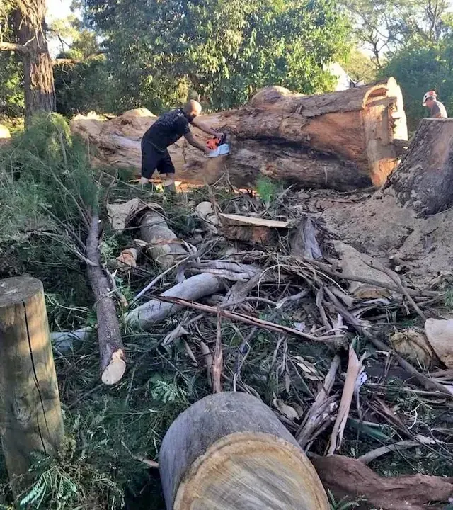 Person Using a Chainsaw to Cut a Large Tree Trunk in a Wooded Area — Amazon Tree Service in Camden, NSW