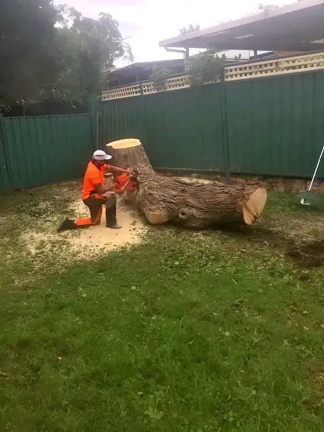 A Person Wearing Orange Safety Gear Uses a Chainsaw to Cut a Large Tree Trunk  — Amazon Tree Service in Picton, NSW