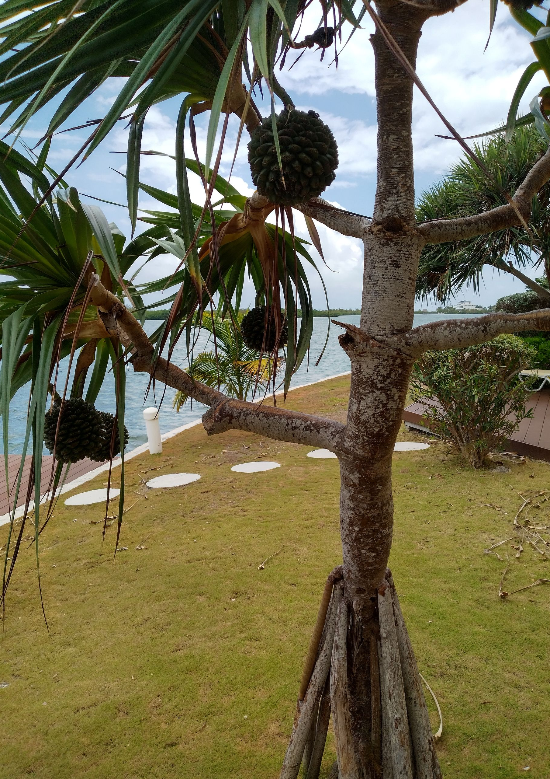 Grand Cayman - non-native hala tree overlooking private canal subject to private rights of navigation