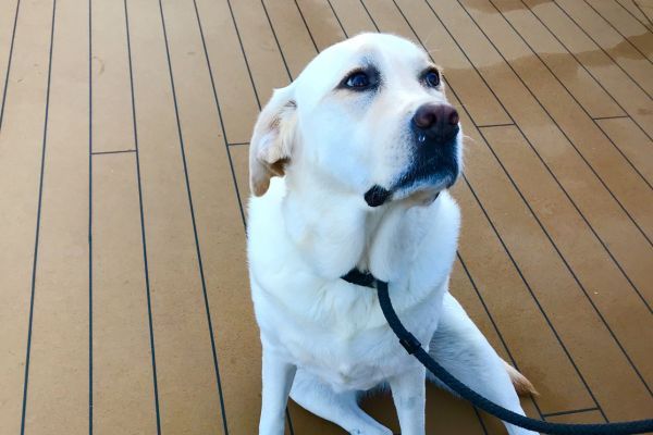 A white Labrador on a leash sitting on a deck.