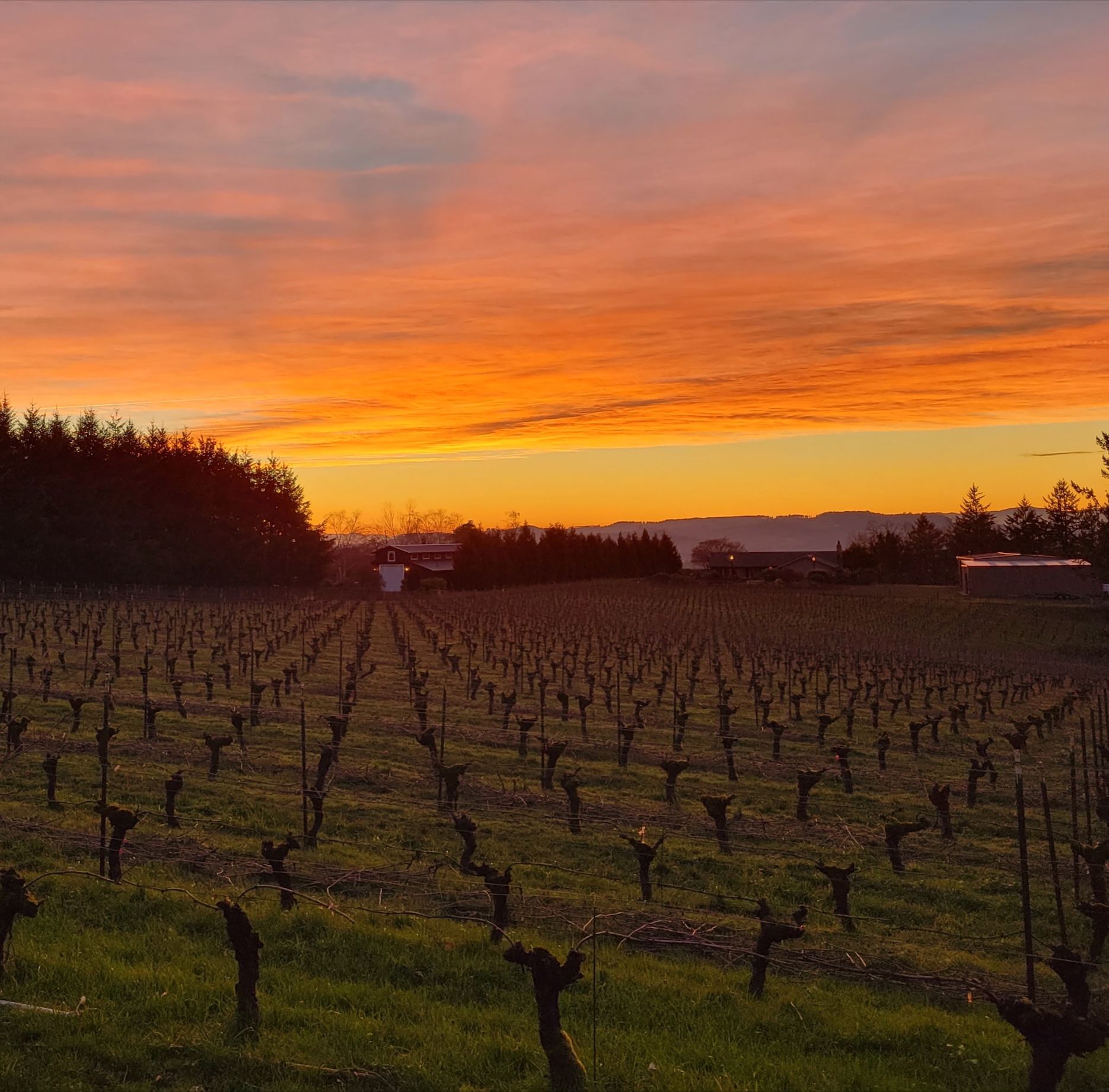 Hand holding a wine glass with red wine splashing, sunset in background.
