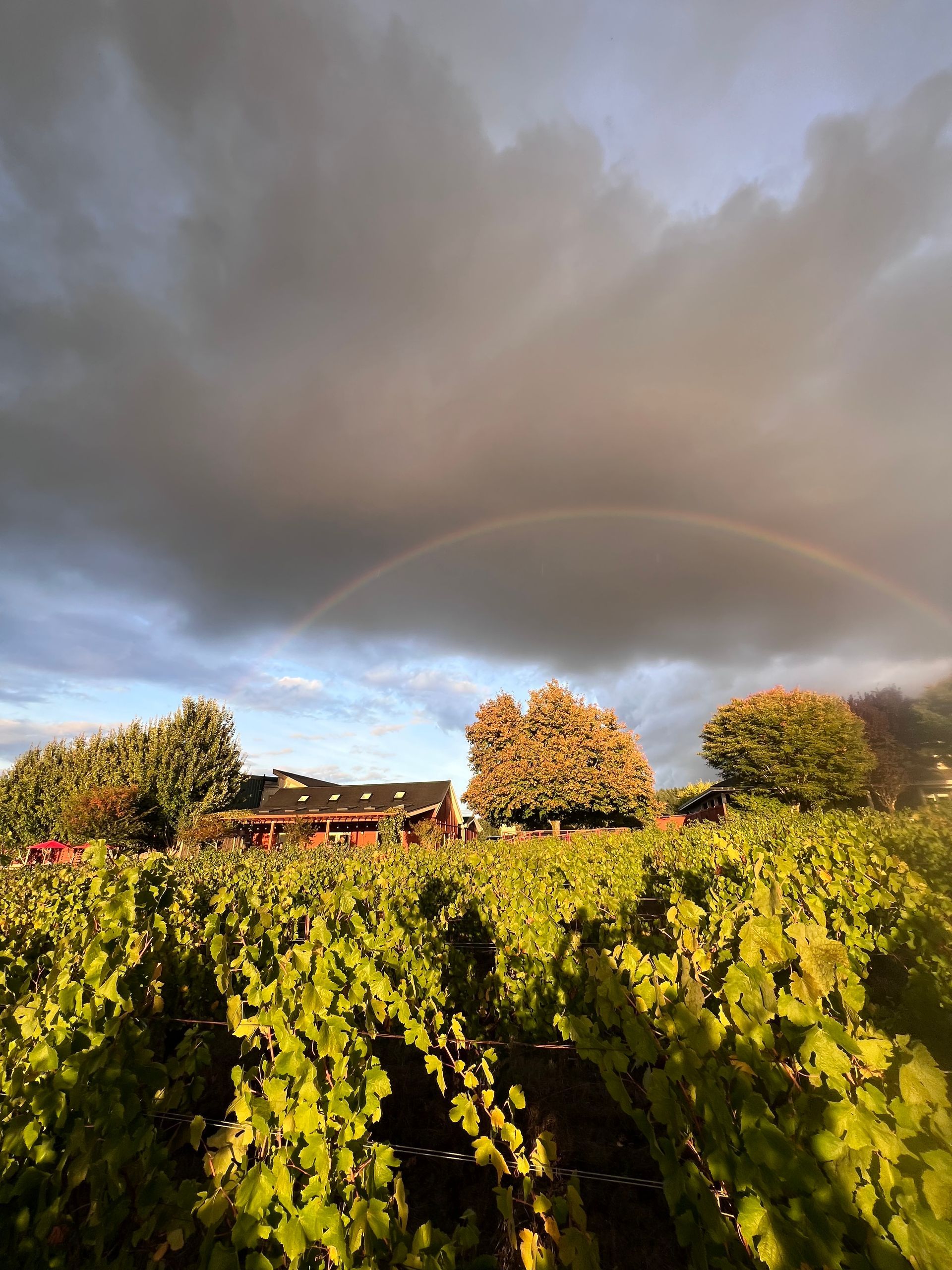A bride and groom are walking through a vineyard holding hands.