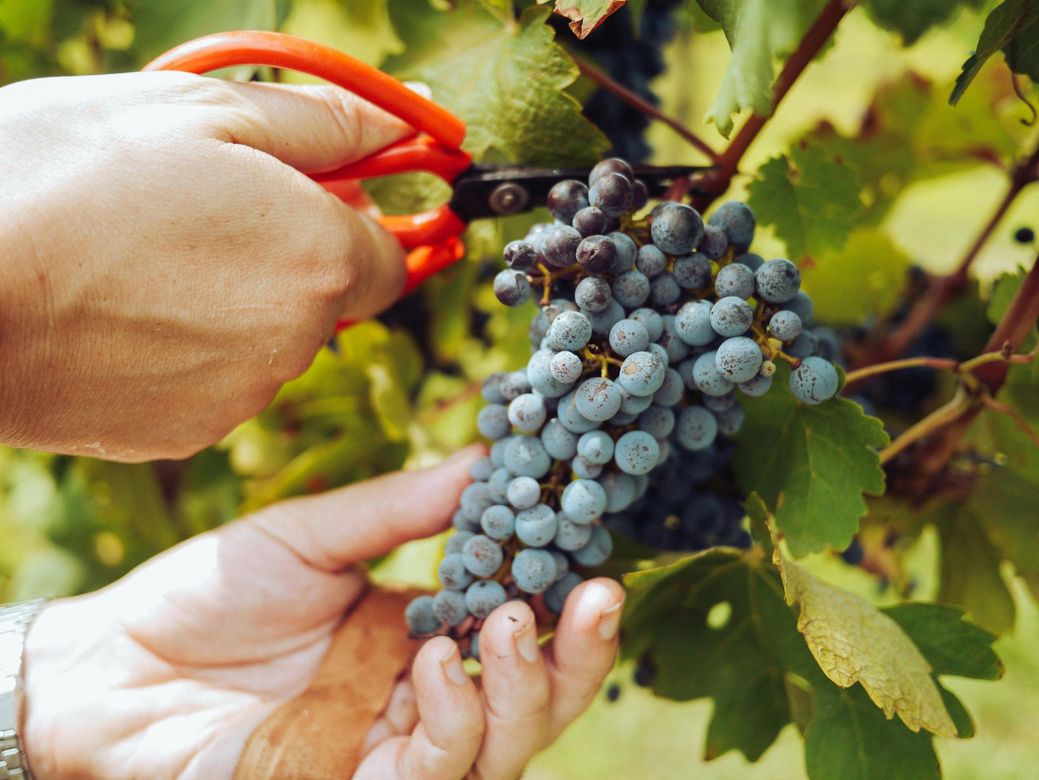 A bunch of green grapes hanging from a vine