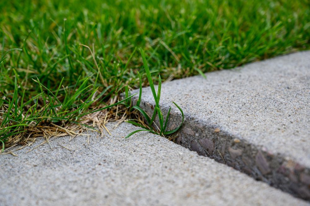 Cracked concrete sidewalk edge with grass and weeds growing through the gap