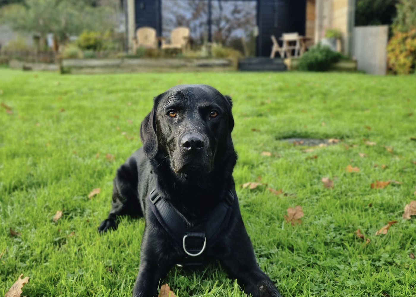 Dog Friendly Accommodation