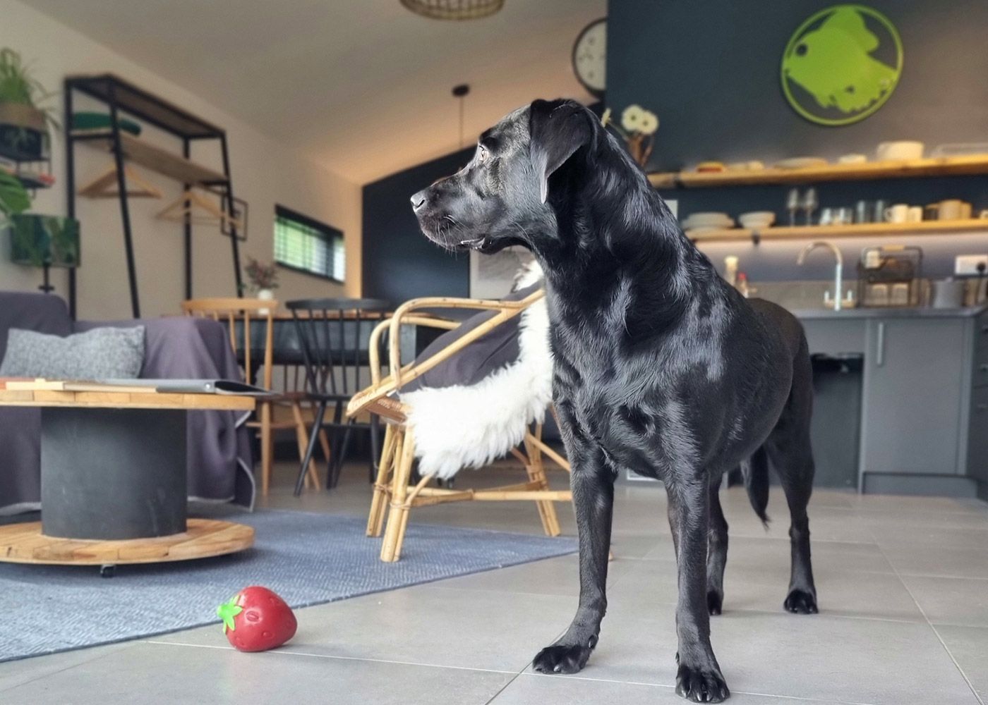 Dog Friendly Holiday