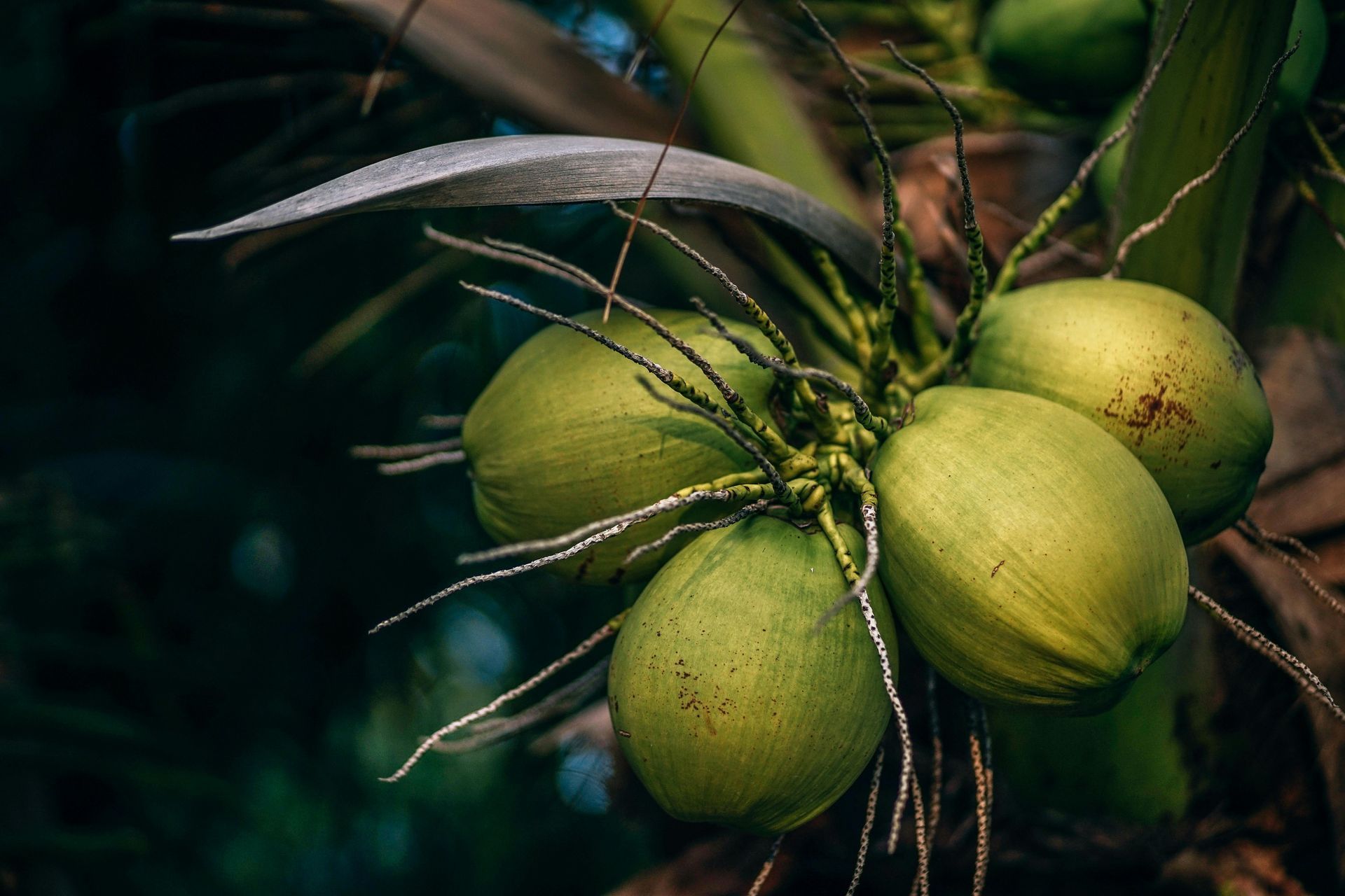 Green coconuts hanging from a palm tree branch.