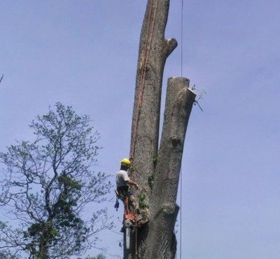 Tree Trimming — Cutting A Stem in Sperryville ,VA