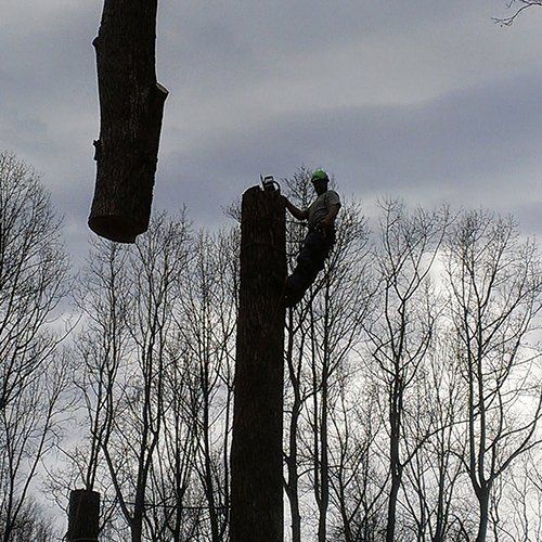 Tree Removal — Chainsaw And A Piece Of Log in Sperryville ,VA