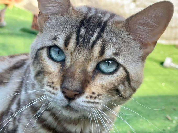 allevamento gatti del bengala