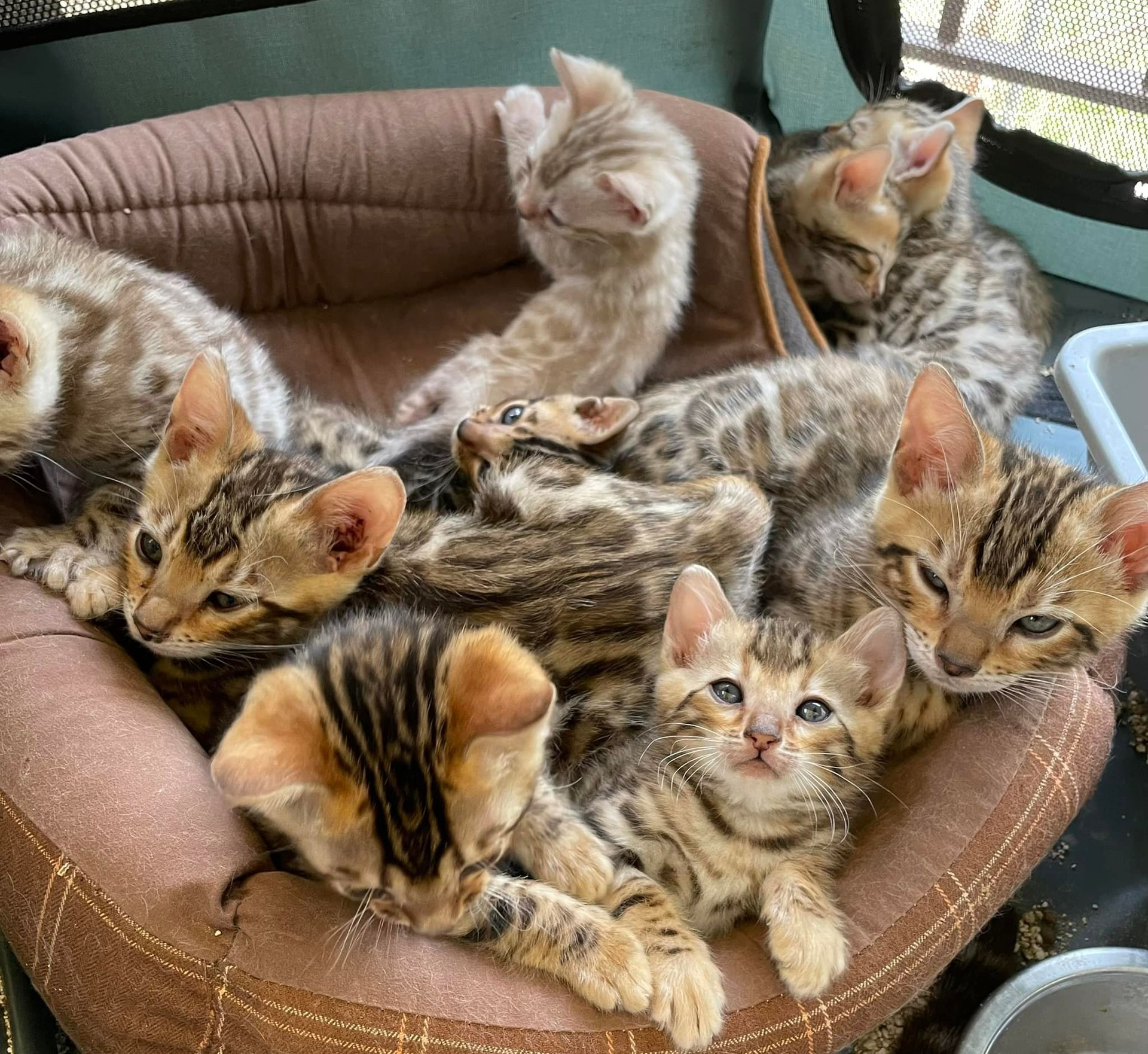 allevamento gatti del bengala