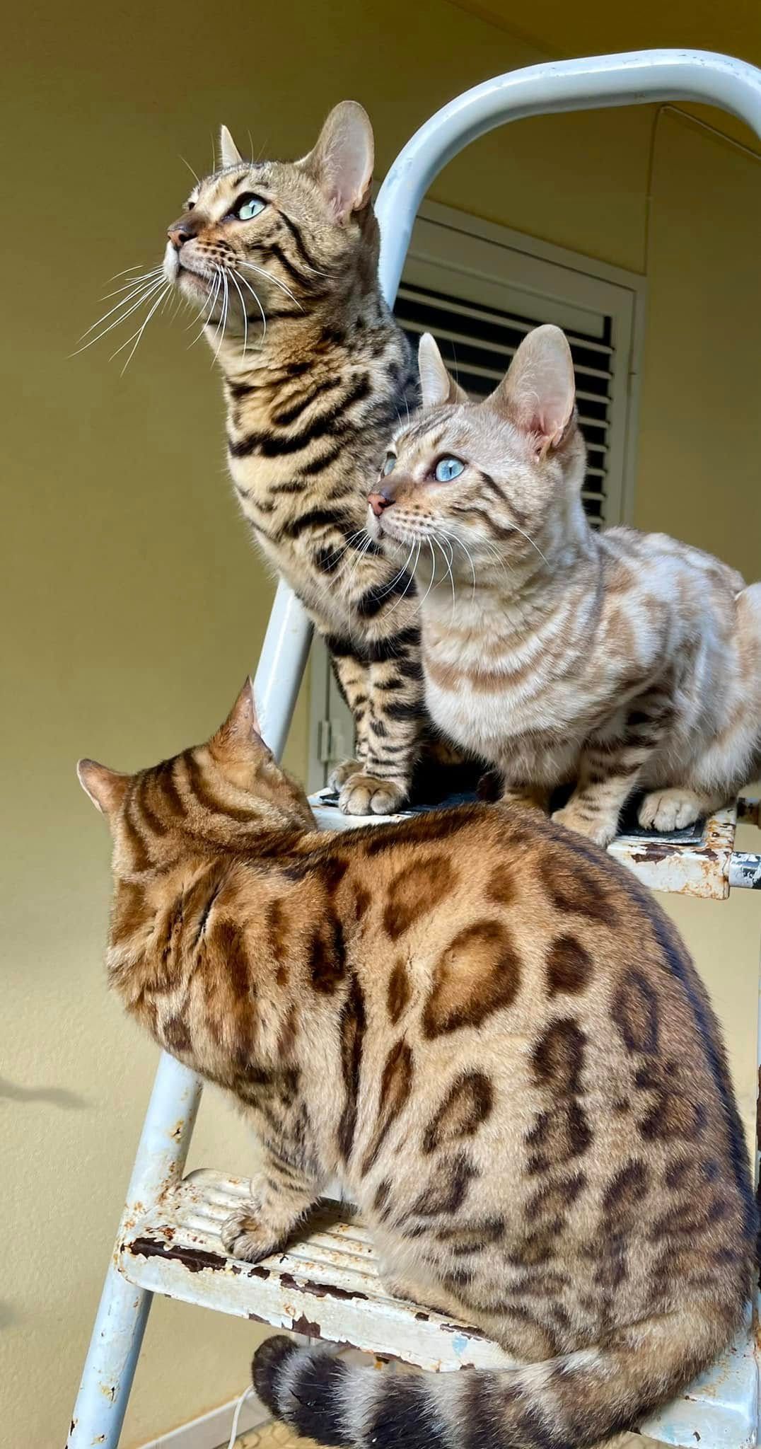 allevamento gatti bengala