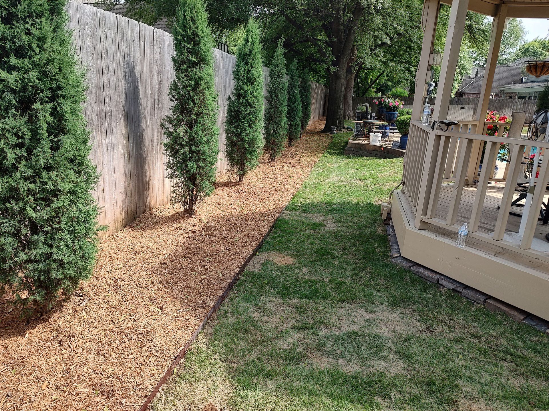 Row of slender evergreen trees along a wooden fence, adjacent to a patch of grass.