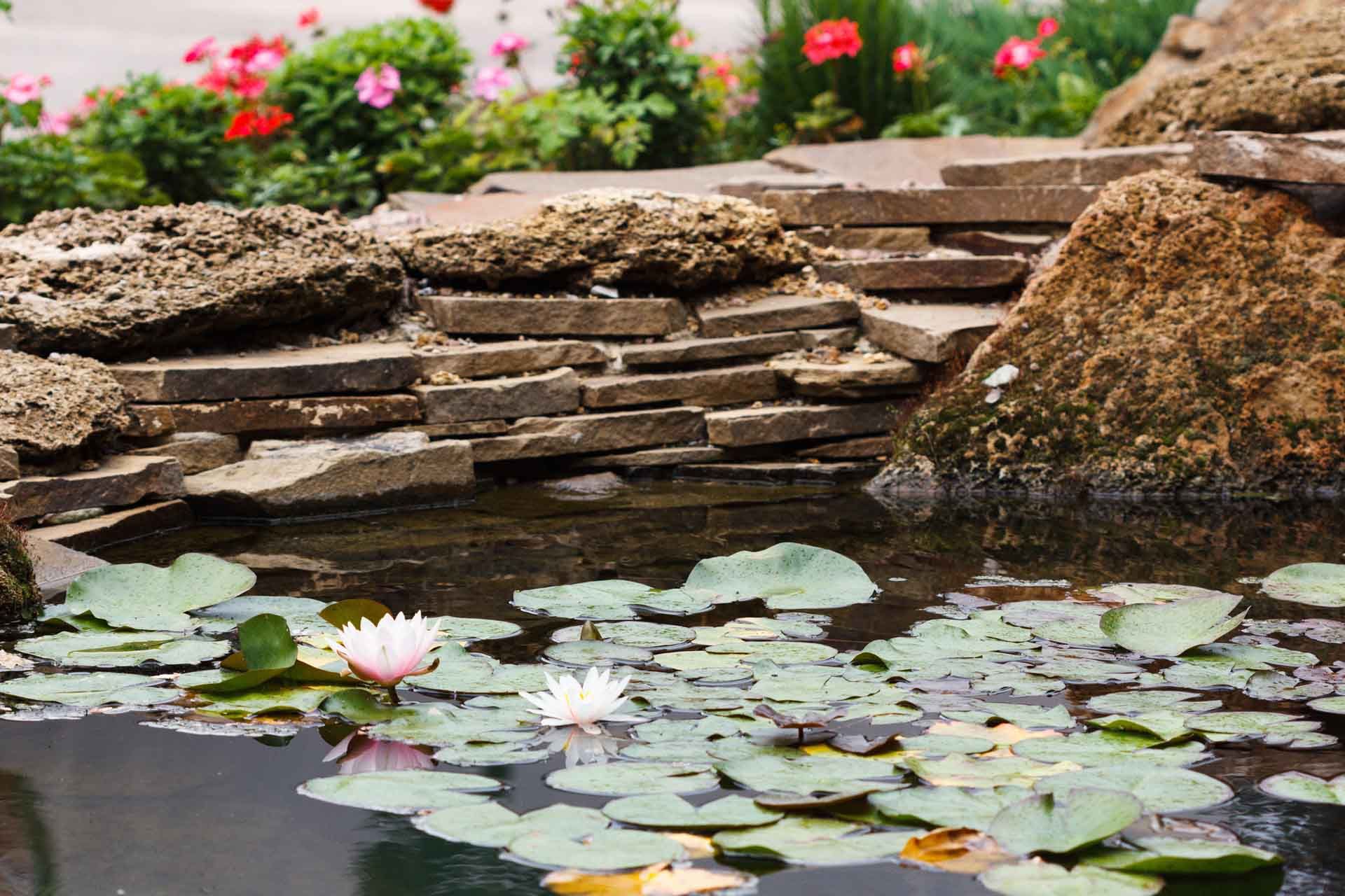 A Pond with Lily Pads and Flowers in it - Tulsa, OK - Outdoor Orchestrators