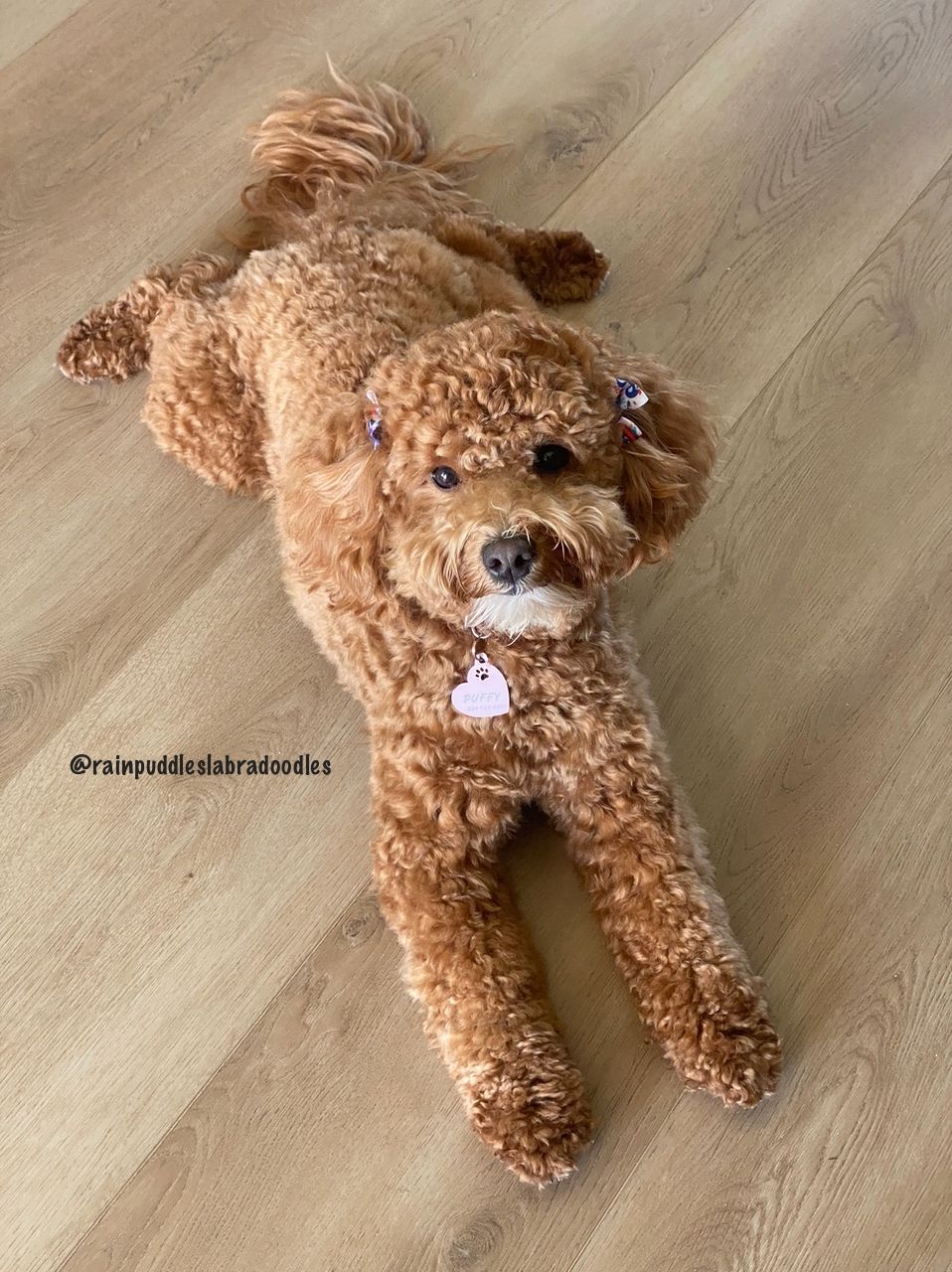 Brown poodle dog lying on wooden floor, looking forward, with tiny bows.