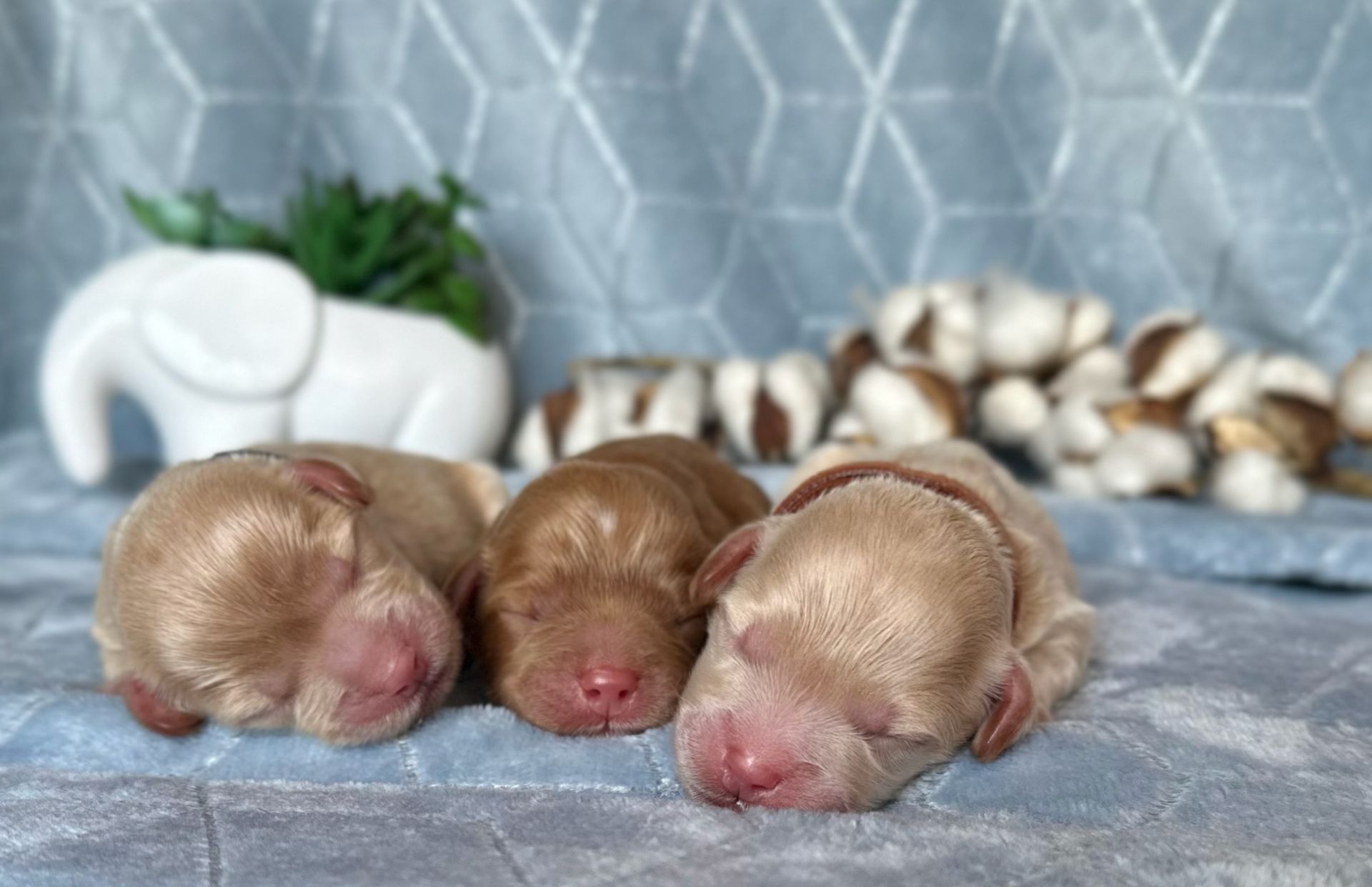 Three newborn puppies lie side-by-side on a light blue patterned blanket. One wears a pink collar, with a white elephant and foliage in the background.