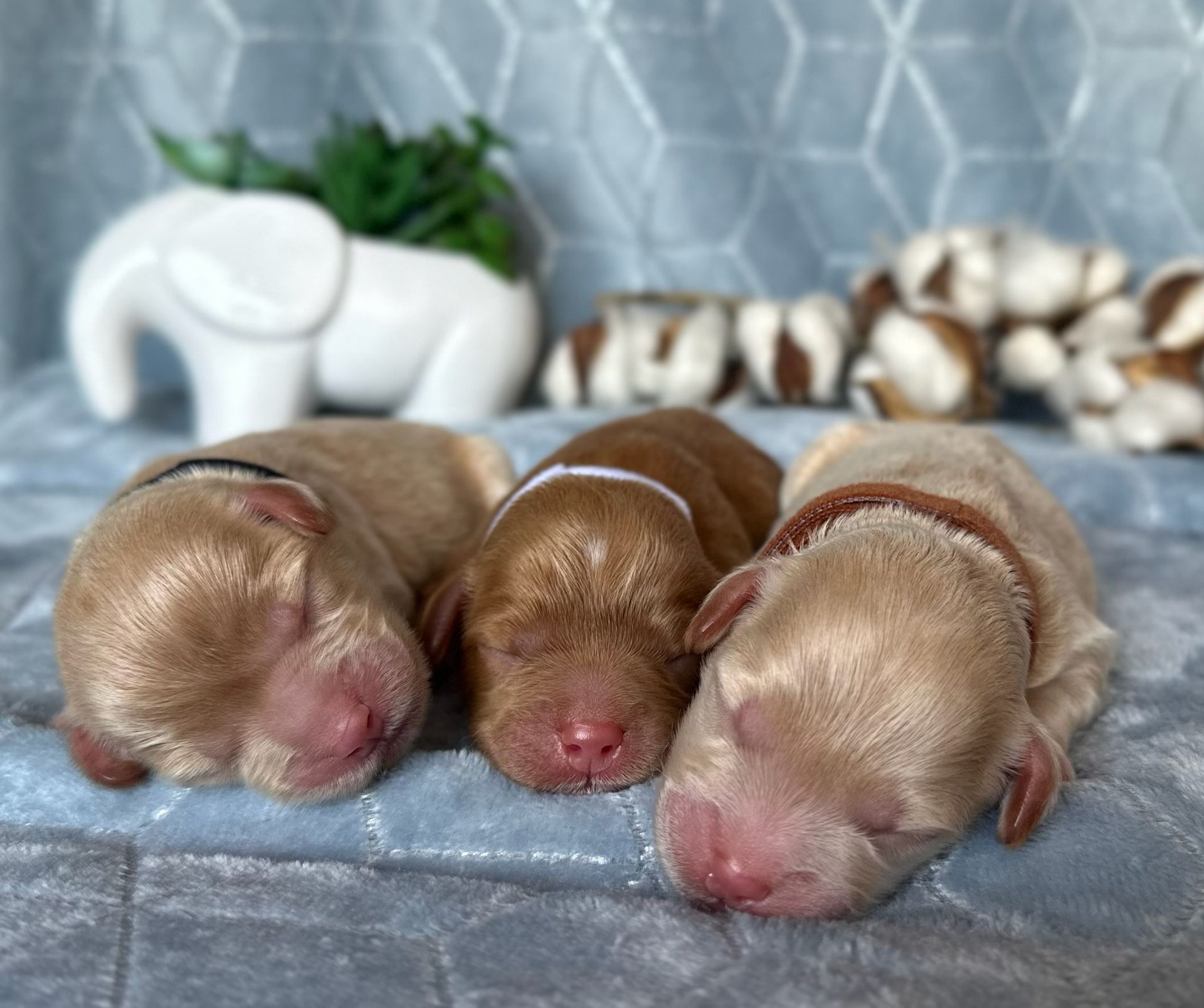 Three sleeping puppies, light brown fur, wearing colored collars, on a blue blanket with a white elephant and cotton balls in the background.