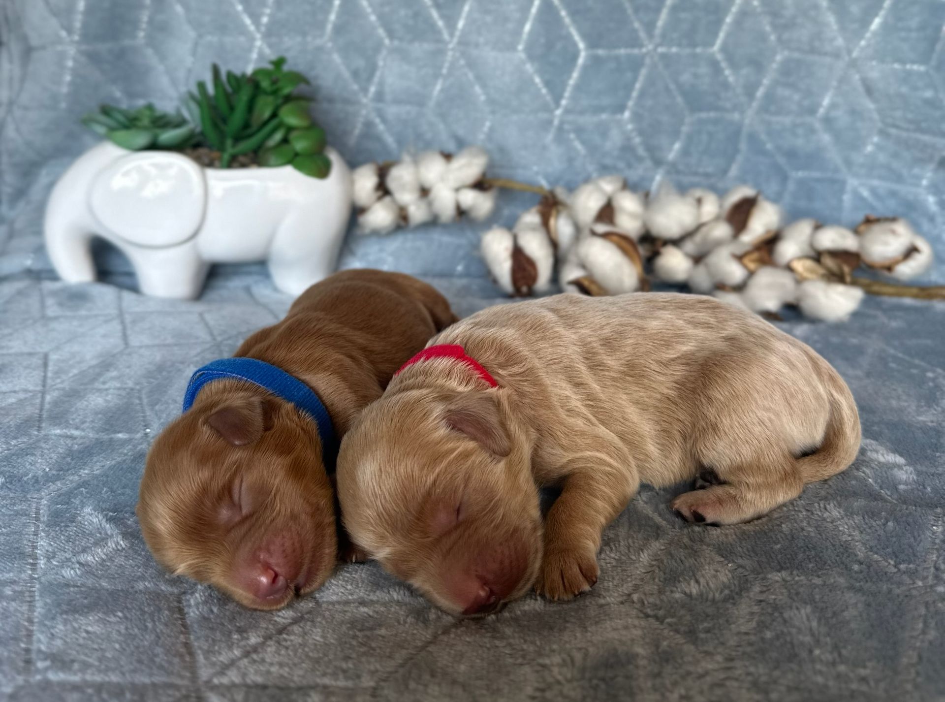 Two sleeping puppies with blue and red collars.
