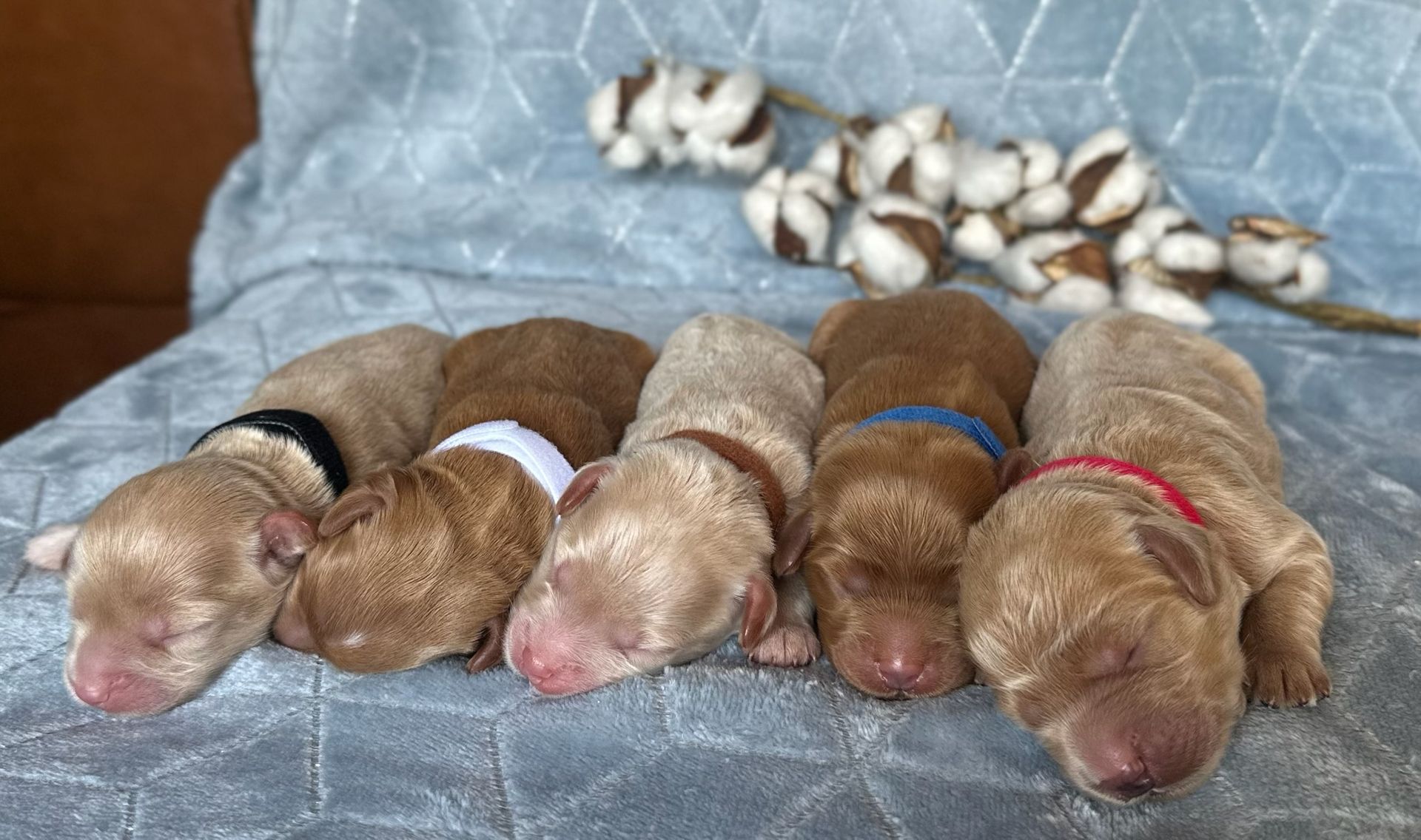 Six newborn puppies with color-coded collars, lying on a blue blanket with cotton sprigs.