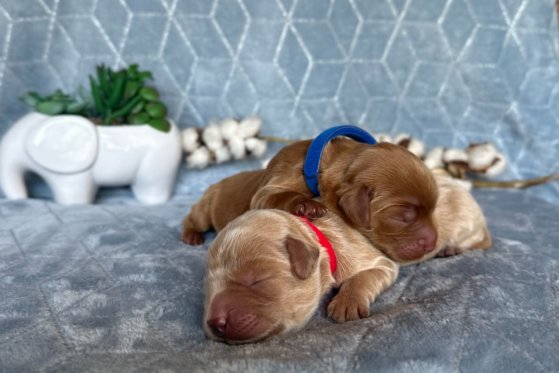 Two sleeping puppies, one with a blue collar, one with a red collar, on a blue blanket with a white elephant and cotton stems.