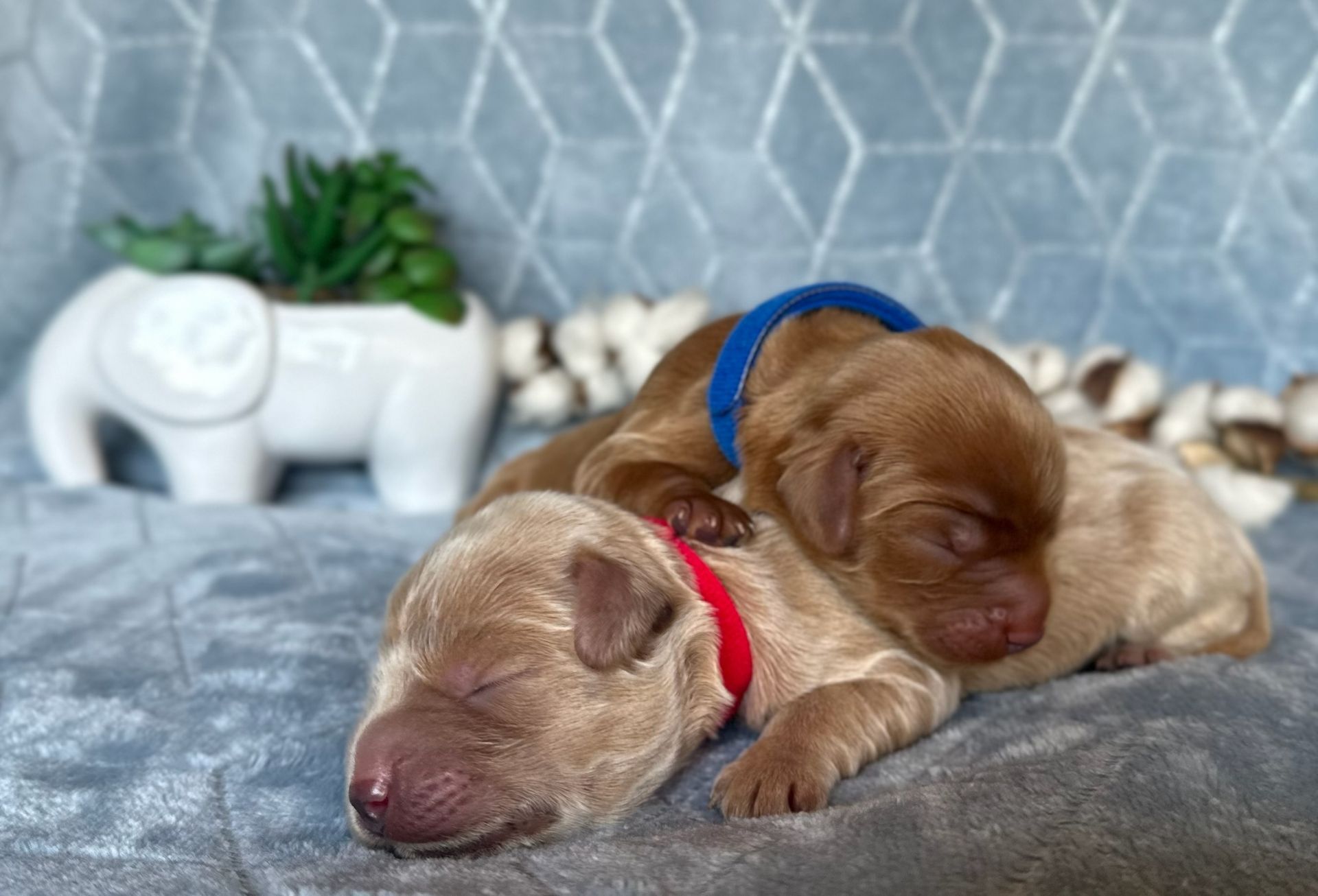 Two sleeping puppies, one with a red collar, the other with a blue collar, resting on a gray blanket.